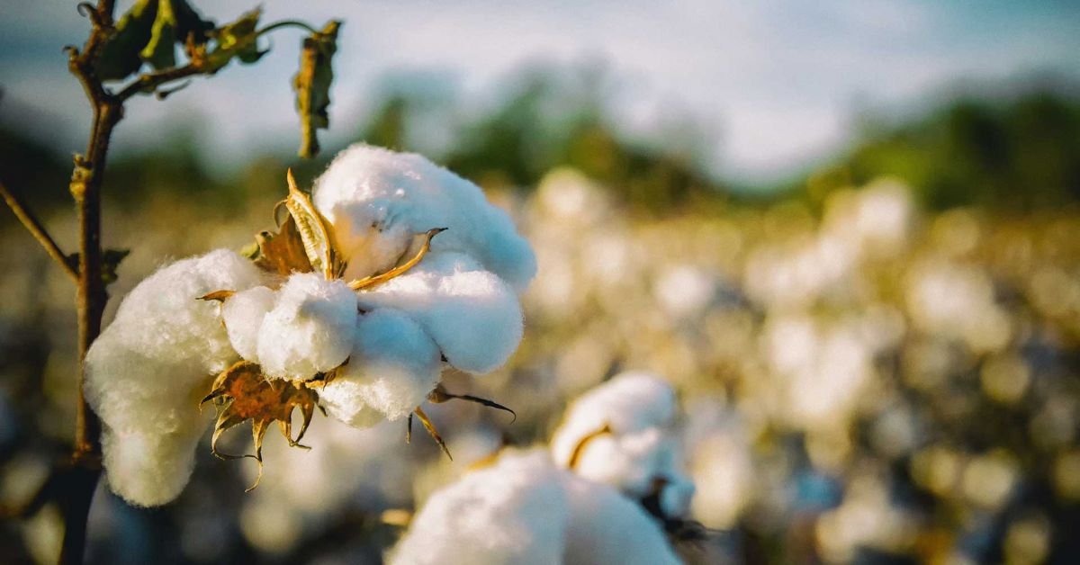US Farmers Can Now Grow Edible Cotton TECHODOM