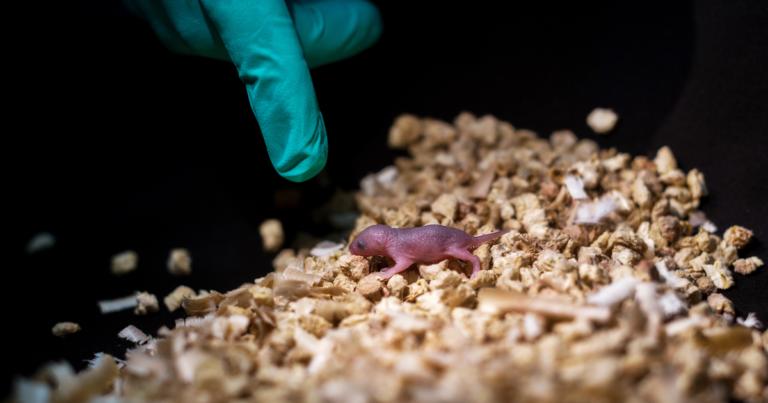 These Healthy Mice Pups Have Two Moms and No Dads 2 These Healthy Mice Pups Have Two Moms and No Dads