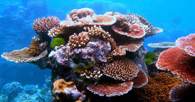 A Sunscreen Ban Won’t Save the Coral Reefs, but It’s a Good Start