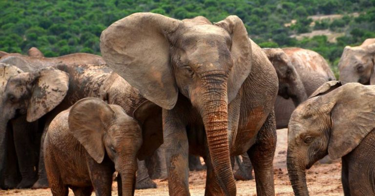 Poaching Is Forcing Elephants to Evolve Away From Having Tusks – Futurism