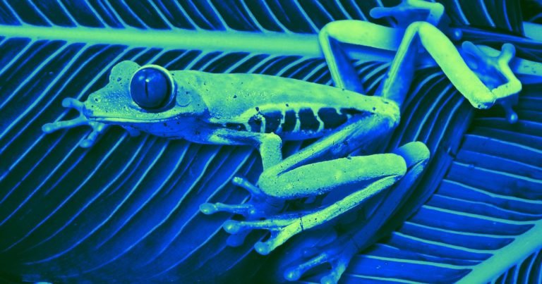 A Wearable Device Helped Frogs Regrow Their Amputated Limbs 3 A Wearable Device Helped Frogs Regrow Their Amputated Limbs