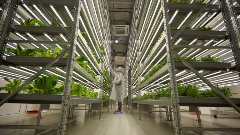 How vertical farming tech could bring fresh greens to the world’s food deserts