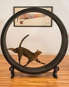 Pet Toys Cat Toys Cat Sports Toys cat running wheel climbing frame cat climbing wheel cat.jpg Q90.jpg